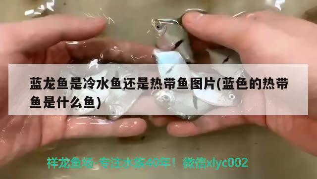 蓝龙鱼是冷水鱼还是热带鱼图片(蓝色的热带鱼是什么鱼) 温控设备