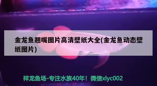 陶瓷鱼缸装饰（陶瓷鱼缸装饰品图片大全集） 其他品牌鱼缸