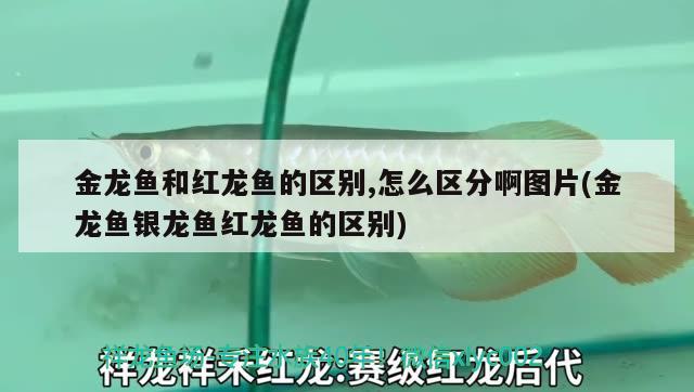 龙鱼哪里进货最便宜，广州龙鱼鱼商拿货渠道有哪些，广州龙鱼哪里进货最便宜，龙鱼哪里进货最便宜，海口哪里进货最便宜