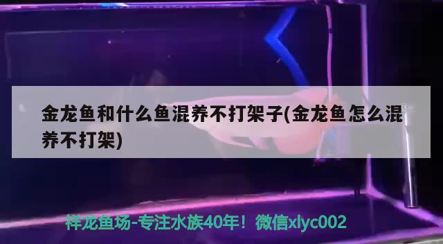 金龙鱼和什么鱼混养不打架子(金龙鱼怎么混养不打架) 非洲金鼓鱼