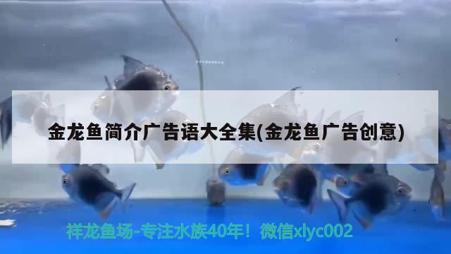 金龙鱼壁纸竖图：金龙鱼背景图 广州水族批发市场 第1张