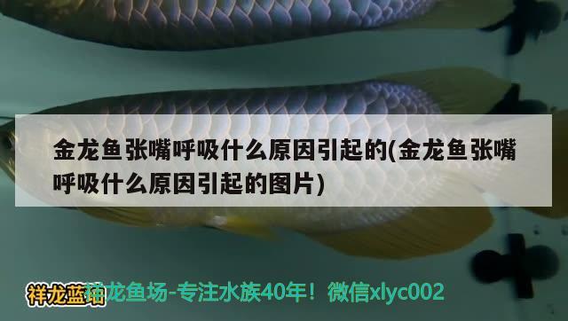 海里面的龙鱼有哪些品种及种，海里面的龙鱼有哪些品种 虎鱼百科 第3张