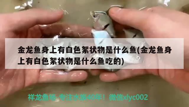 金龙鱼身上有白色絮状物是什么鱼(金龙鱼身上有白色絮状物是什么鱼吃的)