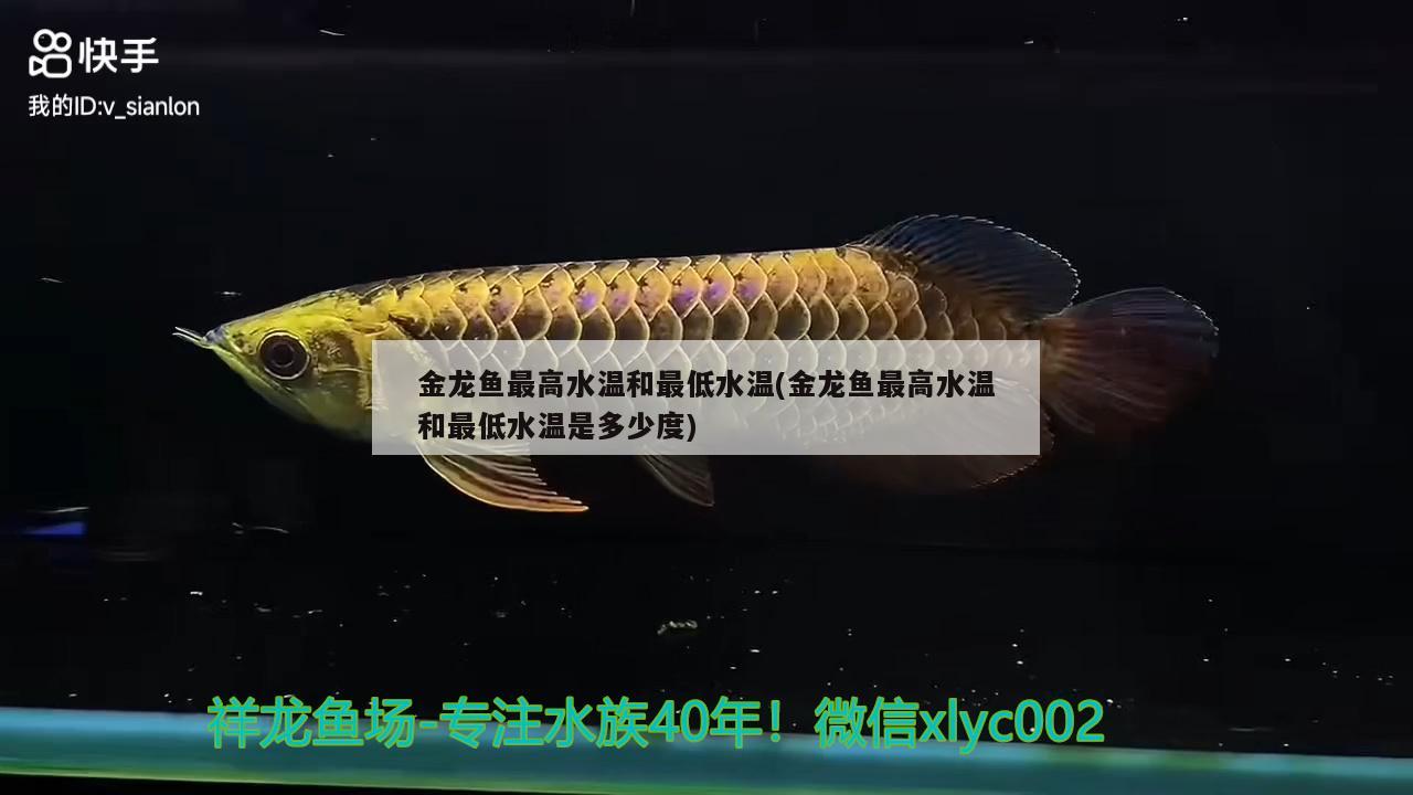 金龙鱼最高水温和最低水温(金龙鱼最高水温和最低水温是多少度)