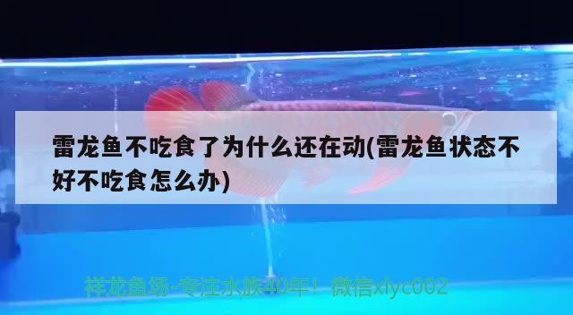 雷龙鱼不吃食了为什么还在动(雷龙鱼状态不好不吃食怎么办) 福虎/异型虎鱼/纯色虎鱼