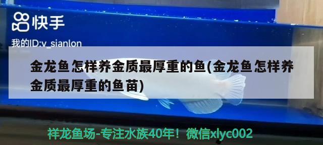 金龙鱼怎样养金质最厚重的鱼(金龙鱼怎样养金质最厚重的鱼苗) 水温计 第1张