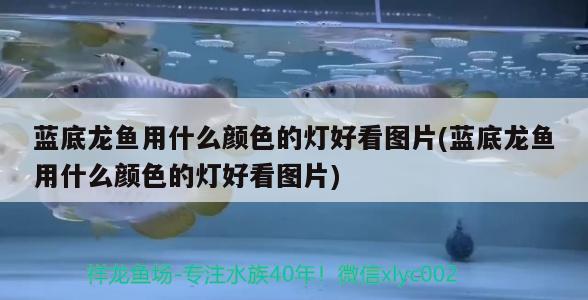 银龙鱼成年图片大全（银龙鱼成年图片大全高清）