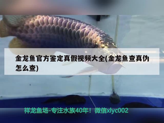 金龙鱼官方鉴定真假视频大全(金龙鱼查真伪怎么查) 广州水族批发市场