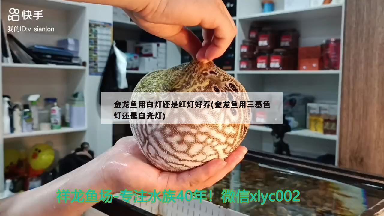 金龙鱼用白灯还是红灯好养(金龙鱼用三基色灯还是白光灯) 白化巴西龟（白巴）