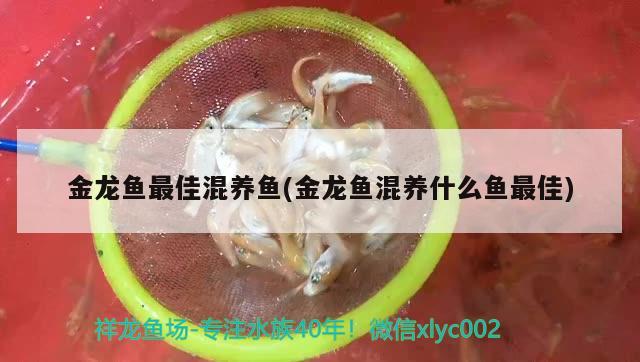 金龙鱼最佳混养鱼(金龙鱼混养什么鱼最佳) 大湖红龙鱼