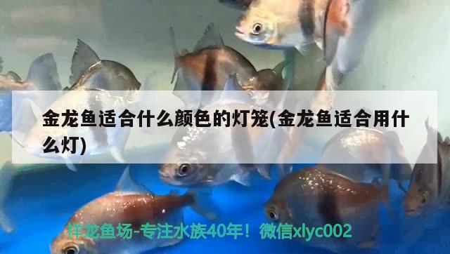 金龙鱼适合什么颜色的灯笼(金龙鱼适合用什么灯) 其它水族用具设备