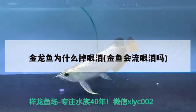 金龙鱼为什么掉眼泪(金鱼会流眼泪吗) 巴卡雷龙鱼 第1张