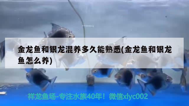 金龙鱼和银龙混养多久能熟悉(金龙鱼和银龙鱼怎么养) 银龙鱼