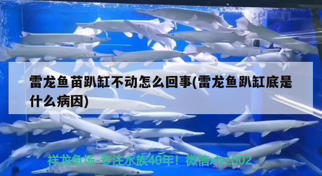 雷龙鱼苗趴缸不动怎么回事(雷龙鱼趴缸底是什么病因) 丹顶锦鲤鱼