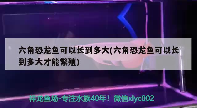 六角恐龙鱼可以长到多大(六角恐龙鱼可以长到多大才能繁殖) 祥禾Super Red红龙鱼