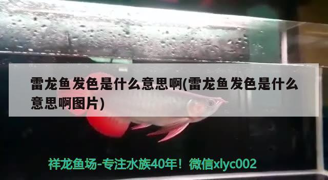 雷龙鱼发色是什么意思啊(雷龙鱼发色是什么意思啊图片)