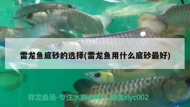 龙鱼的生长周期是多少天(龙鱼能长几年) 观赏鱼水族批发市场 第1张