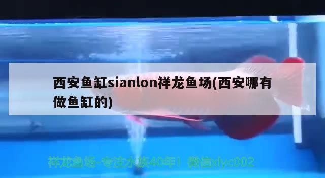 西安鱼缸sianlon祥龙鱼场(西安哪有做鱼缸的) 祥龙鱼场