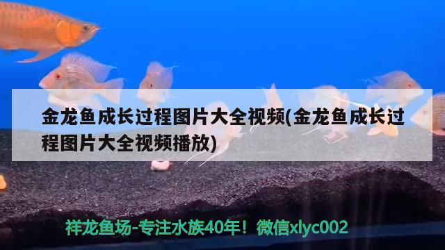 金龙鱼成长过程图片大全视频(金龙鱼成长过程图片大全视频播放) 哥伦比亚巨暴鱼苗