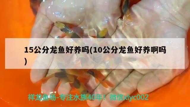 15公分龙鱼好养吗(10公分龙鱼好养啊吗)