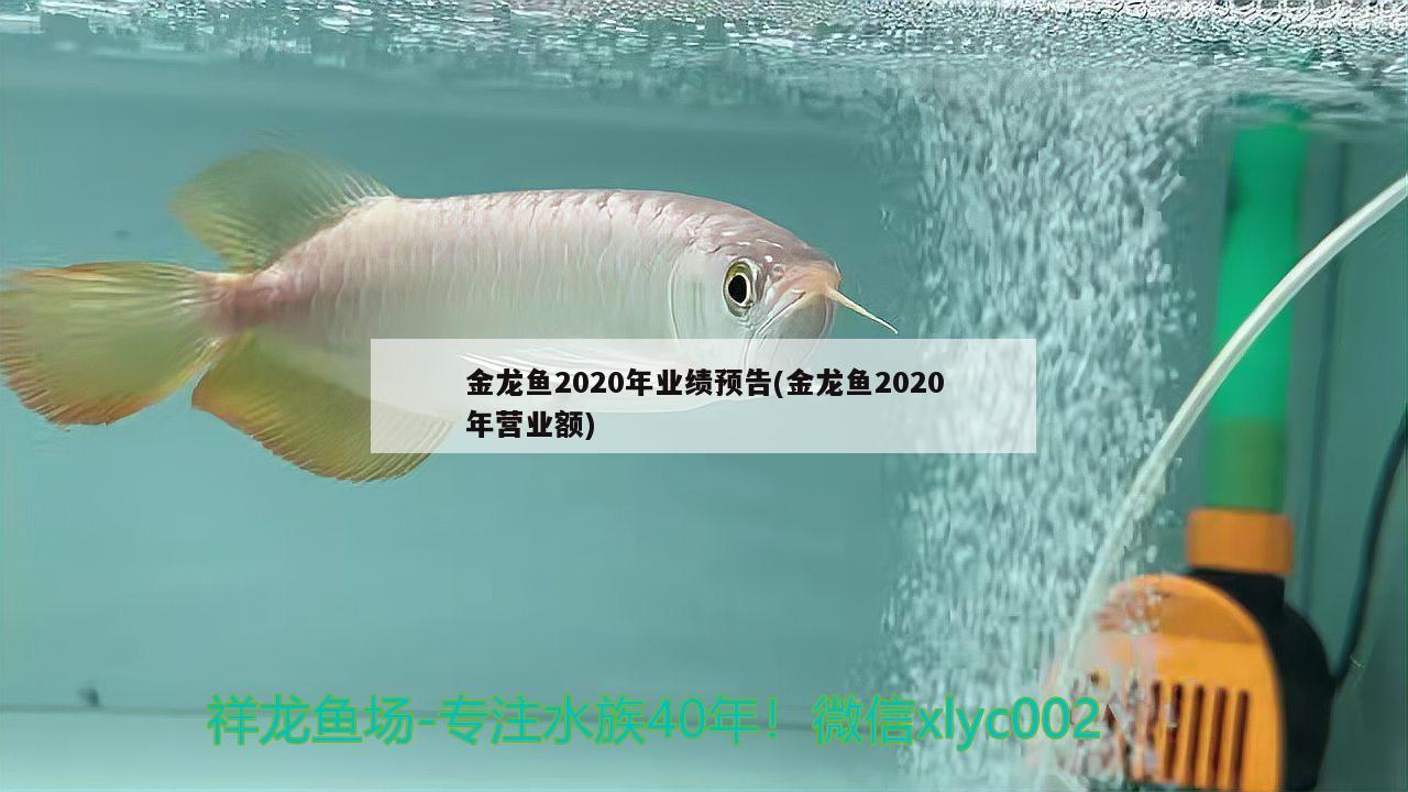 金龙鱼2020年业绩预告(金龙鱼2020年营业额)