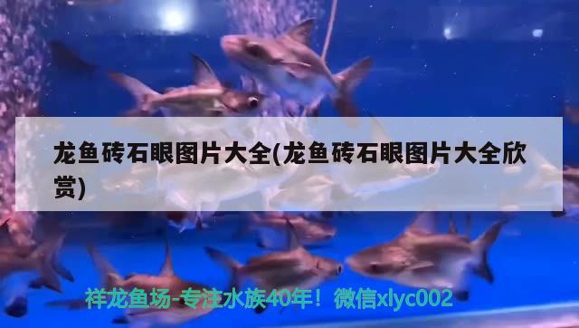 龙鱼砖石眼图片大全(龙鱼砖石眼图片大全欣赏) 水族灯（鱼缸灯）