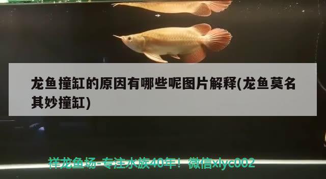 龙鱼撞缸的原因有哪些呢图片解释(龙鱼莫名其妙撞缸)