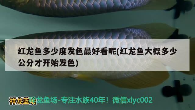 红龙鱼多少度发色最好看呢(红龙鱼大概多少公分才开始发色) 元宝鲫