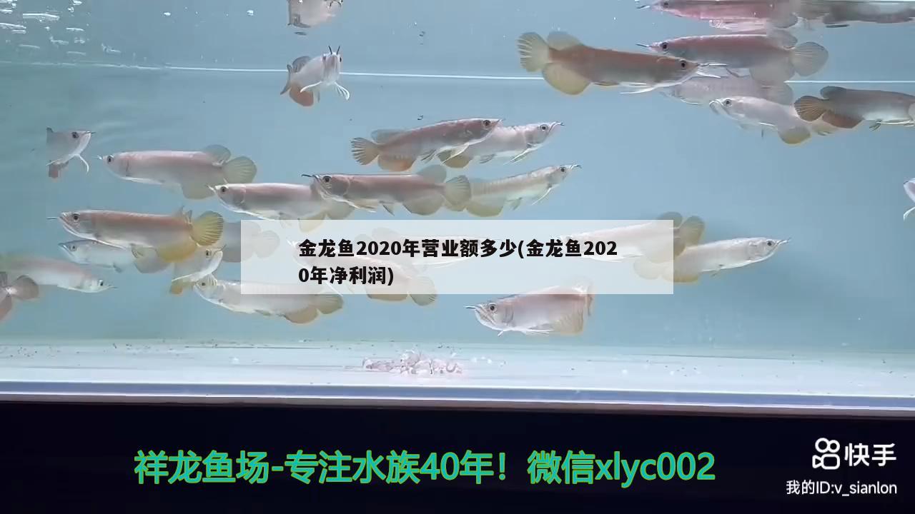 金龙鱼2020年营业额多少(金龙鱼2020年净利润) 红尾平克鱼