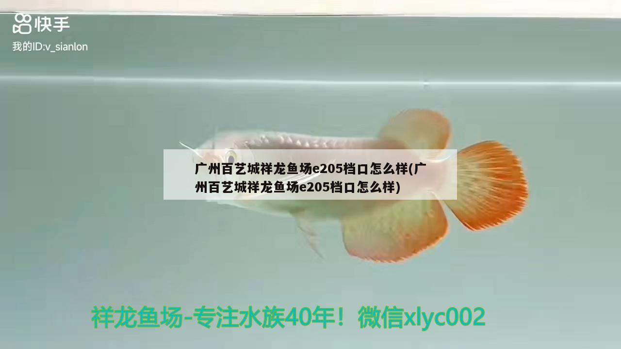 广州百艺城祥龙鱼场e205档口怎么样(广州百艺城祥龙鱼场e205档口怎么样) 祥龙鱼场