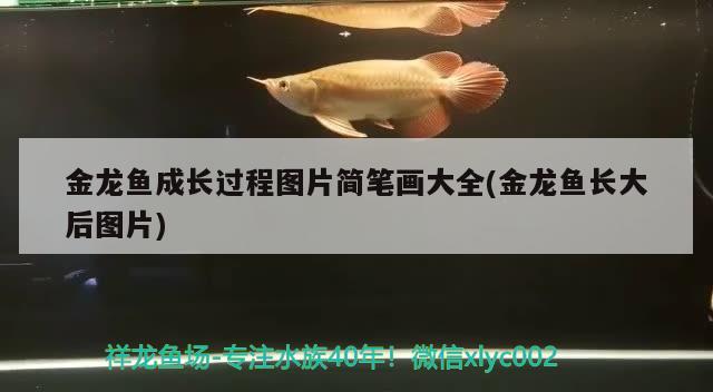 鱼缸养鱼网站（鱼缸养鱼网站大全） 其他品牌鱼缸 第3张