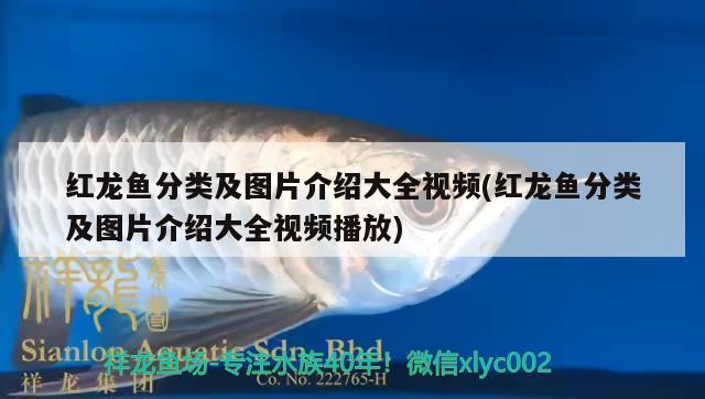 红龙鱼分类及图片介绍大全视频(红龙鱼分类及图片介绍大全视频播放) 黄金斑马鱼