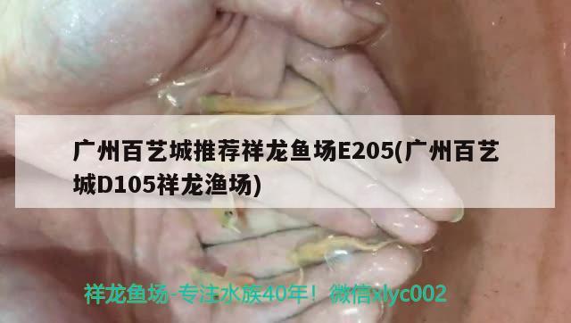 广州百艺城推荐祥龙鱼场E205(广州百艺城D105祥龙渔场) 祥龙鱼场