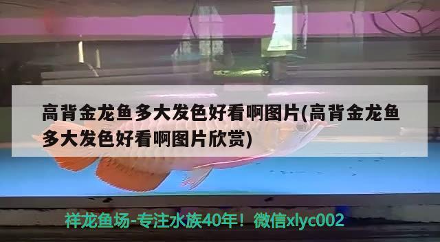 高背金龙鱼多大发色好看啊图片(高背金龙鱼多大发色好看啊图片欣赏) 高背金龙鱼