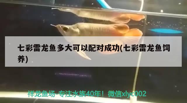 七彩雷龙鱼多大可以配对成功(七彩雷龙鱼饲养) 眼斑鱼