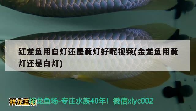 红龙鱼用白灯还是黄灯好呢视频(金龙鱼用黄灯还是白灯) 南美异型鱼