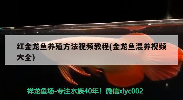 40厘米金龙鱼价格多少钱一条呢（40厘米金龙鱼价格多少钱一条呢）