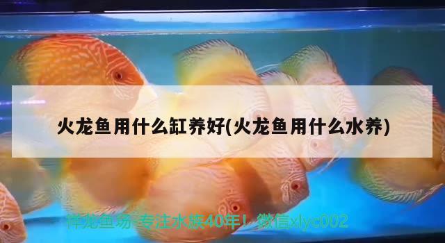 火龙鱼用什么缸养好(火龙鱼用什么水养) 祥龙赫舞红龙鱼