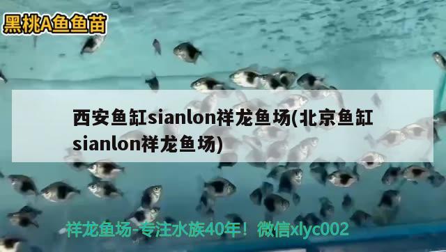 西安鱼缸sianlon祥龙鱼场(北京鱼缸sianlon祥龙鱼场)