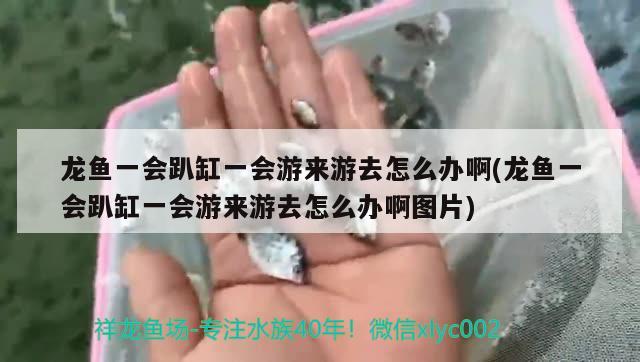 现在这个季节适合进新鱼吗 红眼黄化幽灵火箭鱼|皇家火箭鱼 第2张