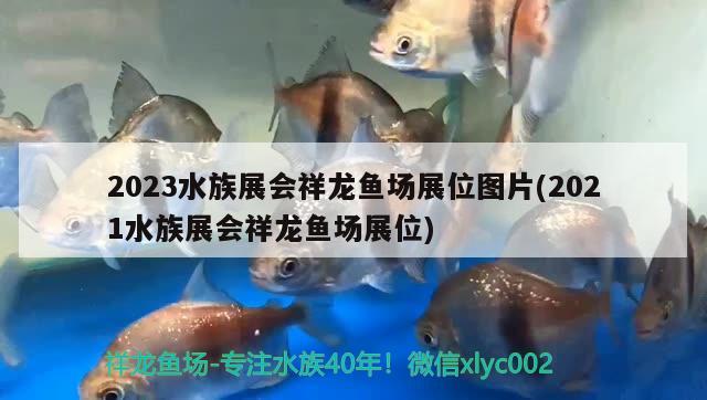 2023水族展会祥龙鱼场展位图片(2021水族展会祥龙鱼场展位)