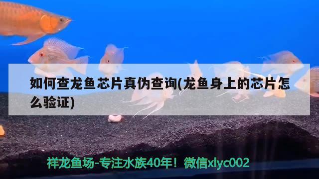 蓝底龙鱼用什么颜色的灯好呢（蓝底龙鱼要用什么颜色灯光） 水族灯（鱼缸灯） 第2张