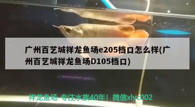 广州百艺城祥龙鱼场e205档口怎么样(广州百艺城祥龙鱼场D105档口)