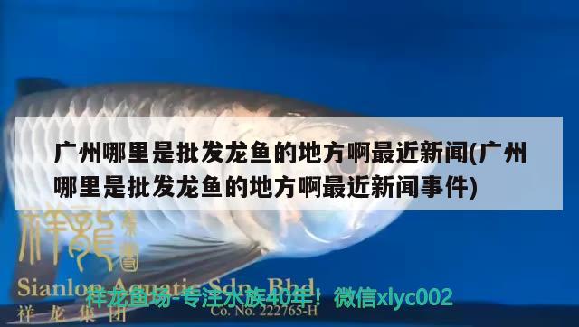 广州哪里是批发龙鱼的地方啊最近新闻(广州哪里是批发龙鱼的地方啊最近新闻事件) 雪龙鱼