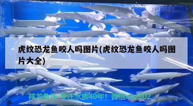 祥龙鱼场观赏鱼出口价格表最新(祥龙鱼场观赏鱼出口价格表最新图片)