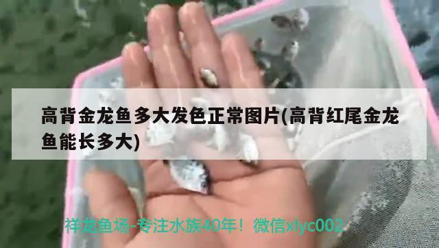 鱼缸七彩灯的使用方法图片：鱼缸七彩灯的好处