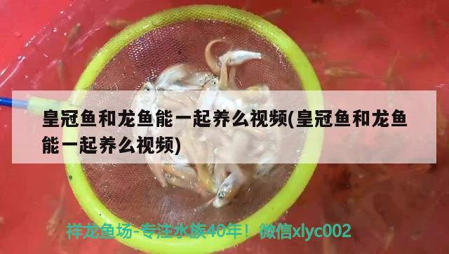 皇冠鱼和龙鱼能一起养么视频(皇冠鱼和龙鱼能一起养么视频)