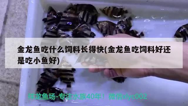 金龙鱼吃什么饲料长得快(金龙鱼吃饲料好还是吃小鱼好) 稀有红龙品种