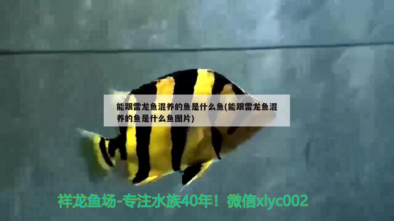 能跟雷龙鱼混养的鱼是什么鱼(能跟雷龙鱼混养的鱼是什么鱼图片)