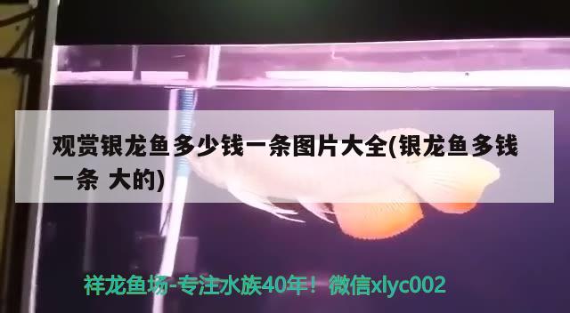 超大鱼缸换水的视频教程：超大鱼缸换水的视频教程，超大鱼缸怎么换水？